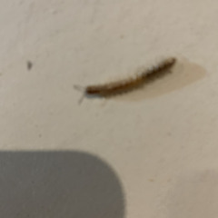 harry caterpillar (Lunatic Harness remix) 2022 - 07 - 10 1855