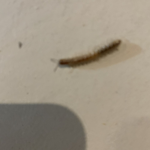 harry caterpillar (Lunatic Harness remix) 2022 - 07 - 10 1855