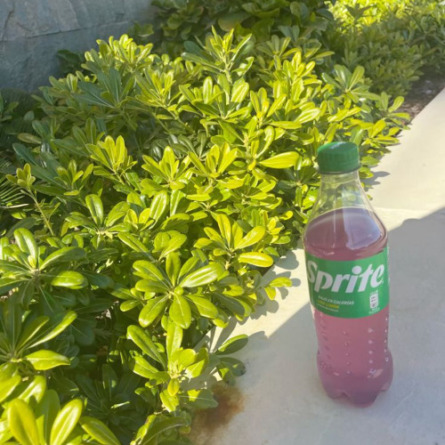 codeine dreams