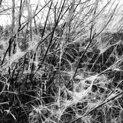 SEIZURES - The Grey Garden