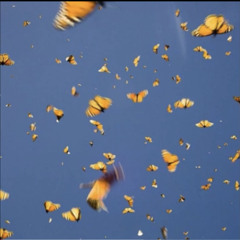 butterflies in the moonlight