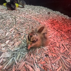 Whenever I play next