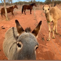 Country Blumpkin(for willy-d)