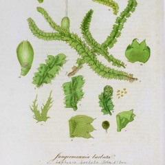 HK_Fantaisies_tracks_290