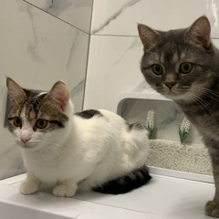 Твій Зайчик Пише Я Закохуюсь В ...