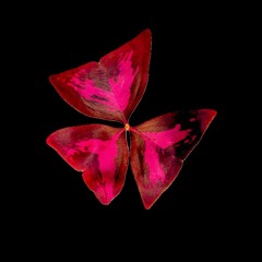 Oxalis