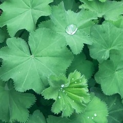 Assencion Prod Yogic Beats