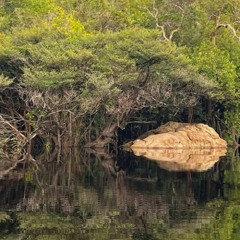 A Trip To Amazon Rainforest