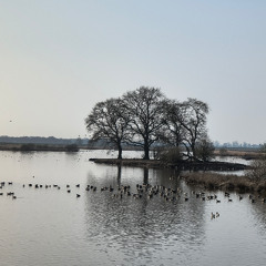 Overwintering geese - 2026/03/09 - Holter Hammrich