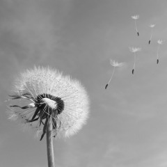 Psalm