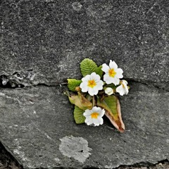 Degenerate Wallflower