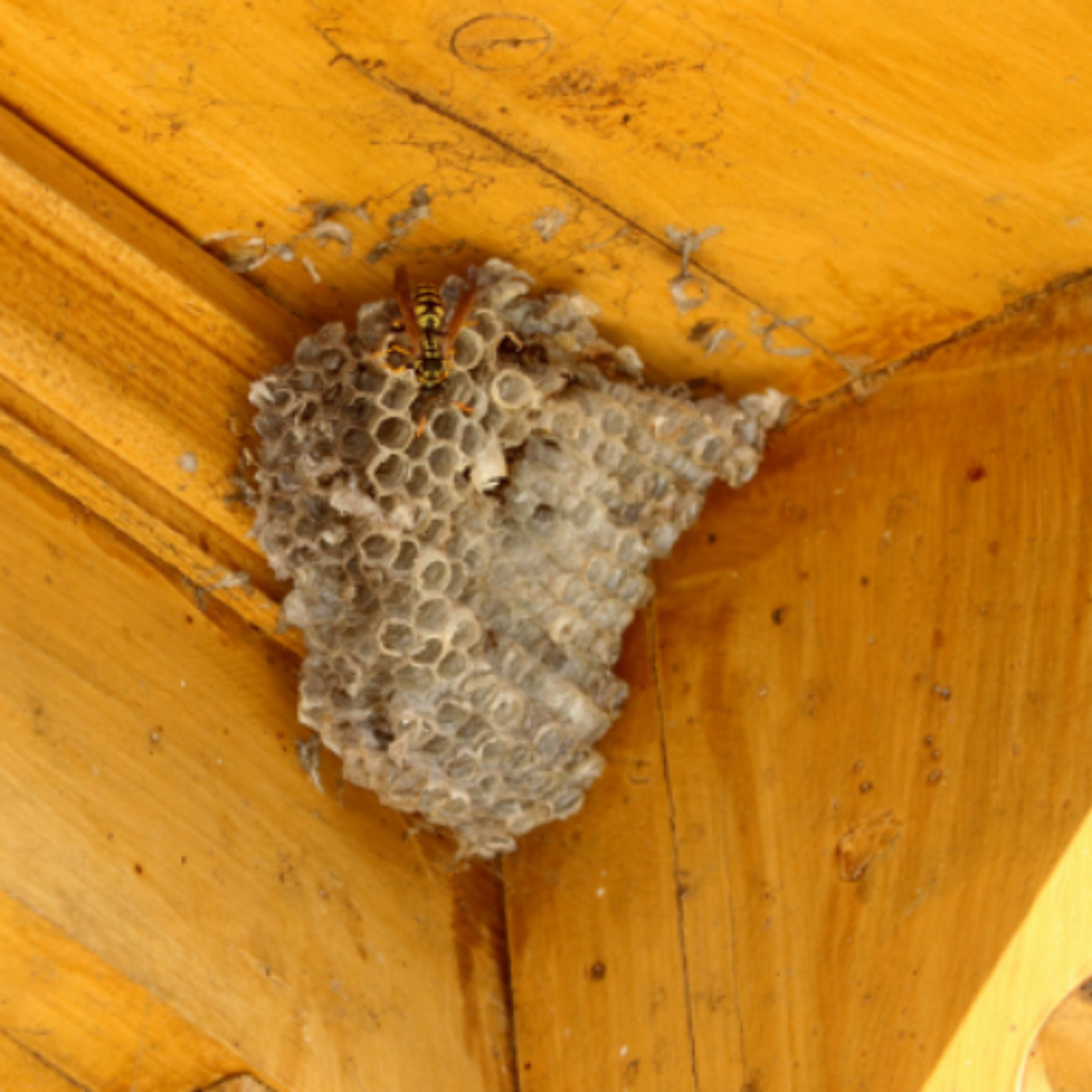 Listener Seeks Advice On Possible Wasps Nest episode artwork