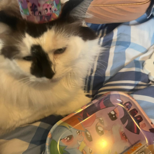 wifiskeleton - i heard this song in my head and made it exist cover