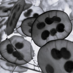 Imitation Murmurs