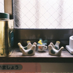 鳩