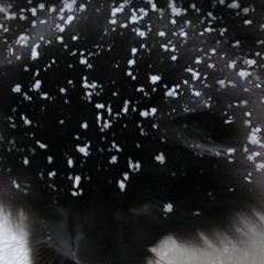 Silent Night