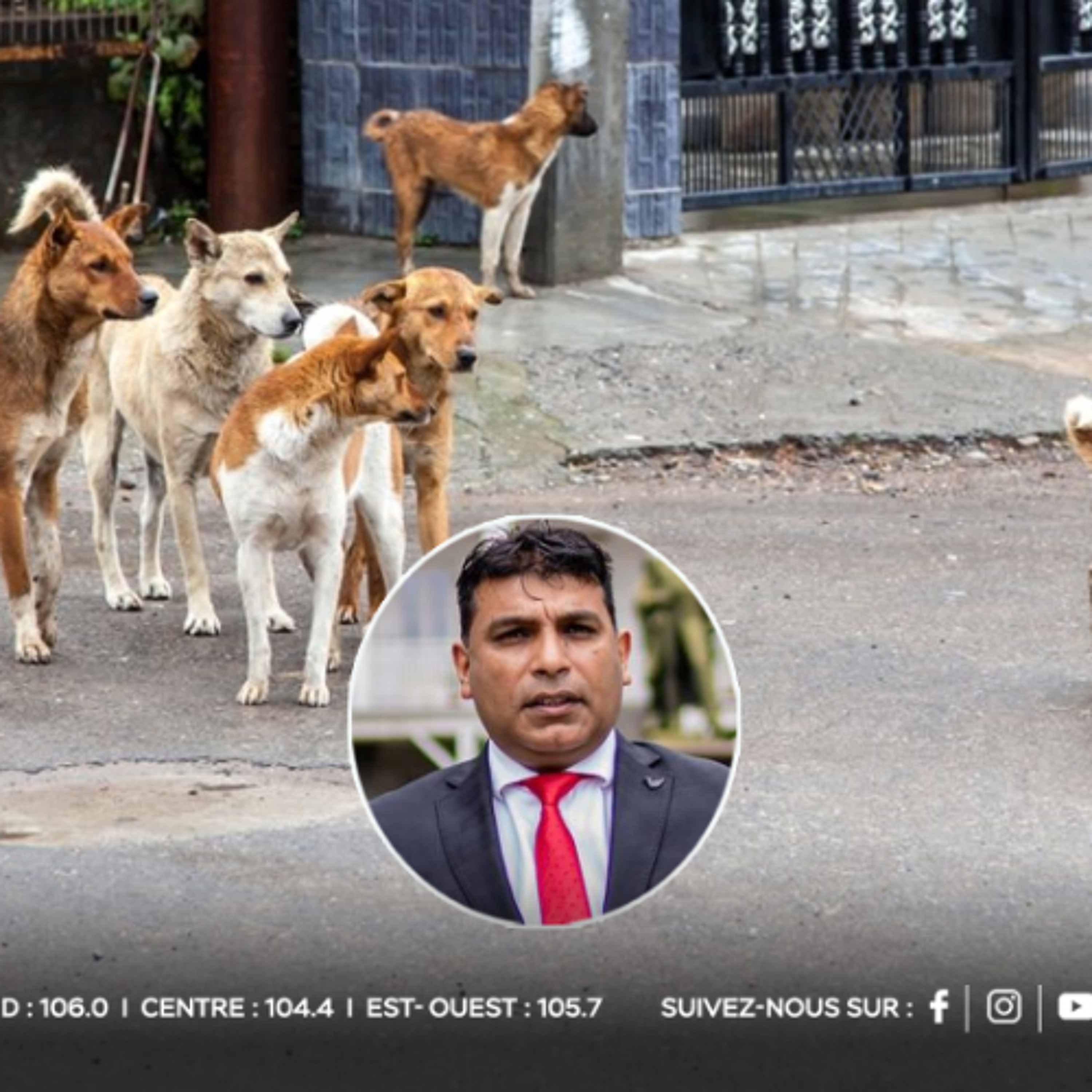 Chiens errants : Eshan Juman mise sur une solution humaine et durable