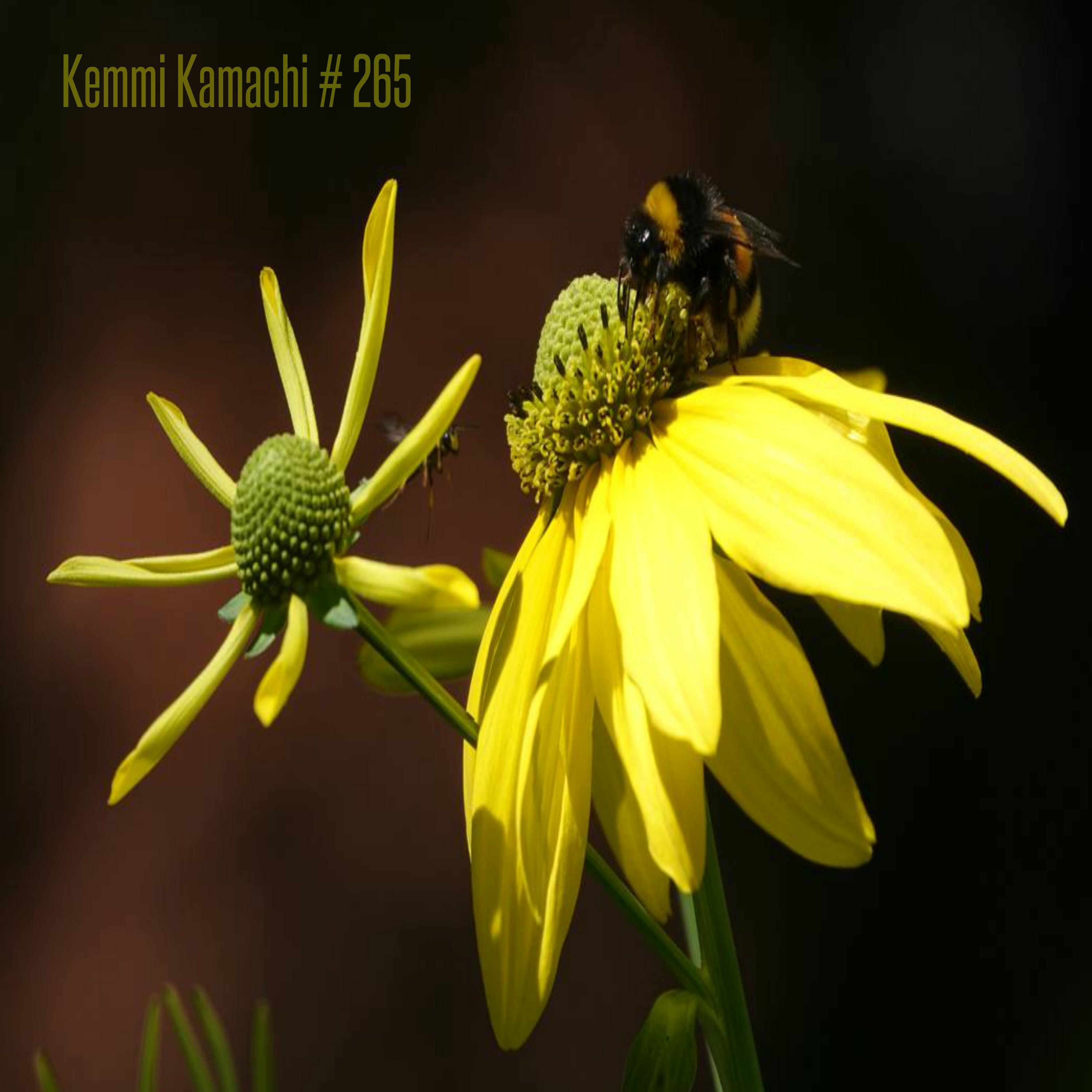 Kemmi Kamachi
