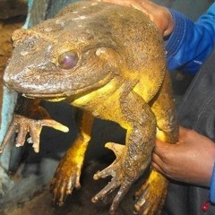 i miss that frog 🐸 (prod. 51st CITIZEN)
