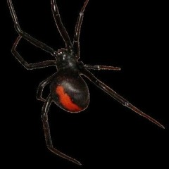 Tale Of The Redback