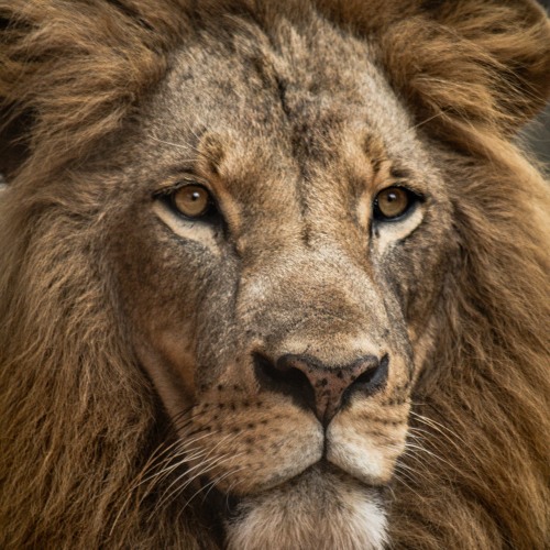 LIVE PREMIERE: Rancor and Triumph, Concerto for Cello and Orchestra