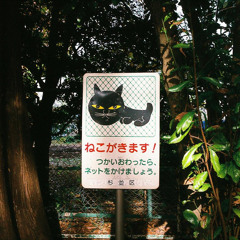 錆猫の瞳