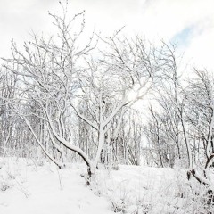 Old Winter Trees