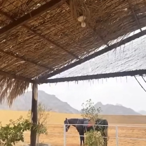 ‎⁨بالشمري الفصيح - عقاب الربع⁩