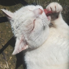 Dreaming