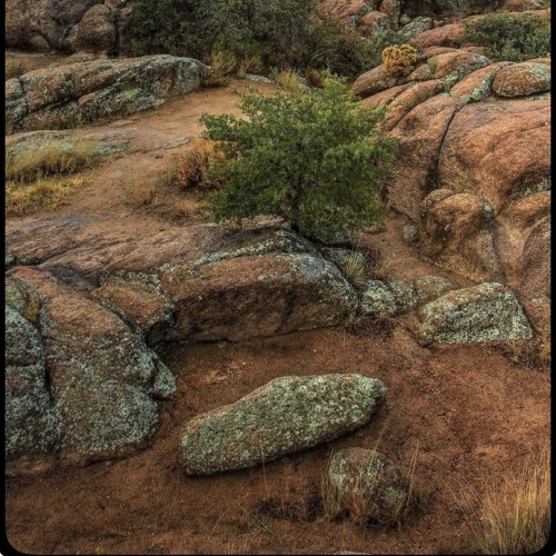 Tree in Them p. izzymadeitt