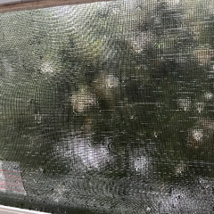 Virginia Thunder Storm