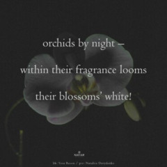 orchids by night (naviarhaiku 597)