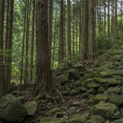 End Of The Evergreens