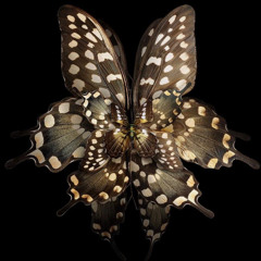 Loara @ Instrumental Experience - Live Set (14/01/2025)