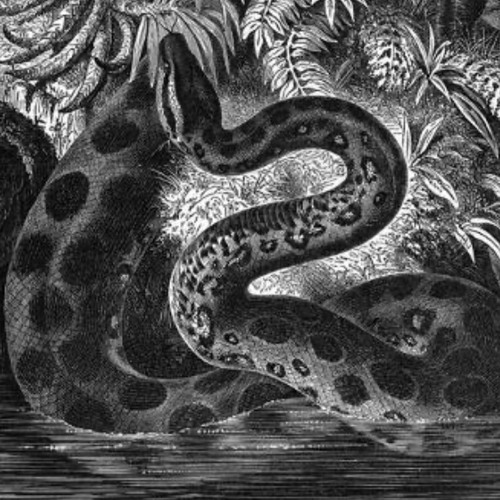 Anaconda (Nick Dart Remix) [Extended]