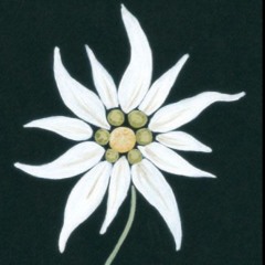 Edelweiss