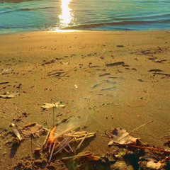 The Ocean and The Forge