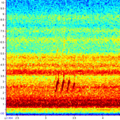 Upland Sandpiper - Apr 26 (9:31pm)