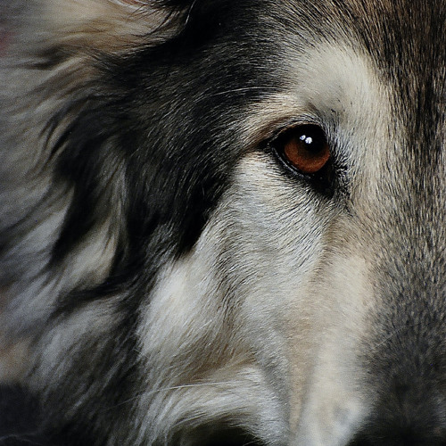 The Wolf