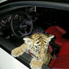 Playboy eden (sped up realistic flying tiger ver)