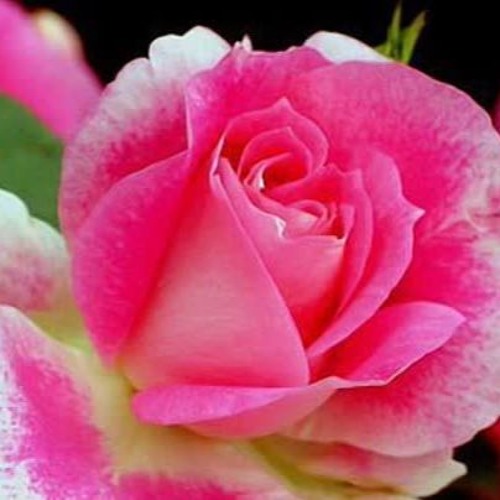 "Отчего так быстро вянут розы"   Казачий романс . Evgeny Dudin & Аркаимские казаки