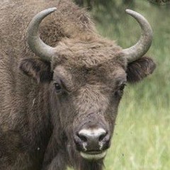 MŁODYKRUEGER-LISCIUBEJBI (WBIZUTERI.mp3)