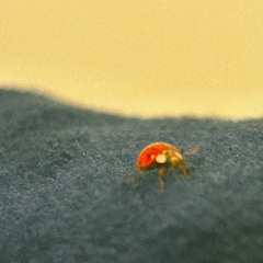 LADYBUG