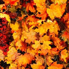The Arrival of Fall(Recorded in 2020)