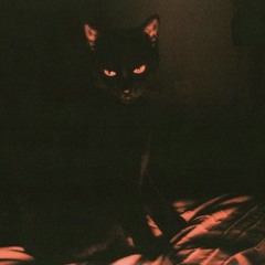 Black Cat (prod. LUMINARY)