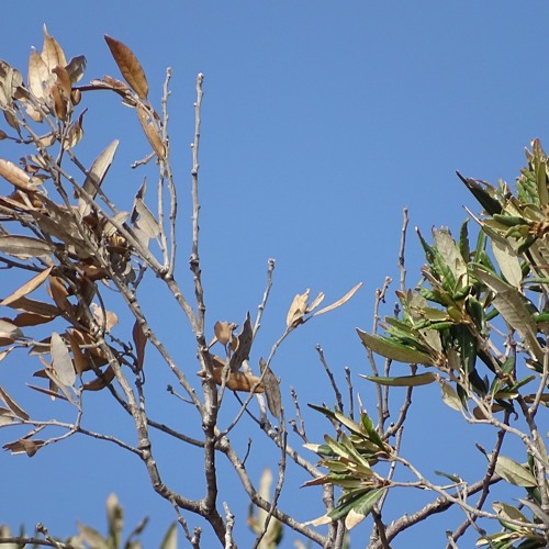 Mean Flow & Marco Lucchi - Nova Ilusão