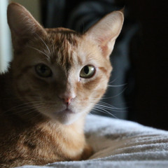 141 Burford  260315 [260315]