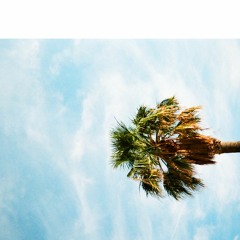 somewhere near the palm tree