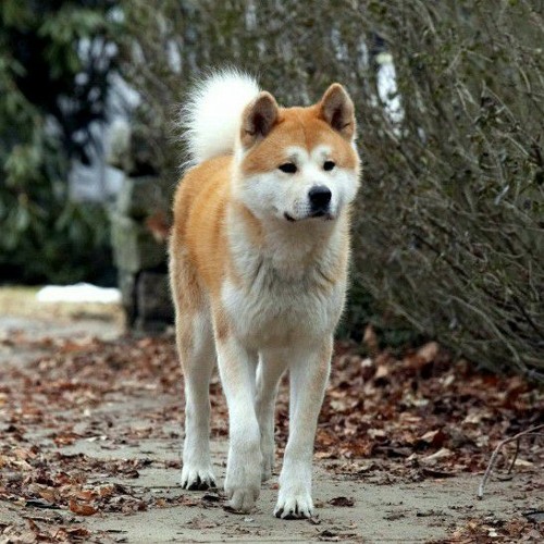 Jan A.P. Kaczmarek - Goodbye (Hachi).mp3