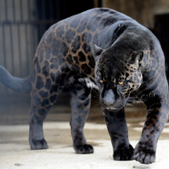 Exotic (prod. paidroc)